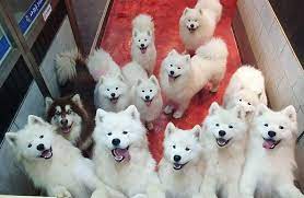 Find samoyed puppies and breeders in your area and helpful samoyed information. Samoyed Puppies For Sale Home Facebook