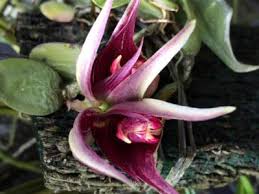 Image result for Bulbophyllum prorepens