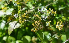 Image result for Senecio deltoideus