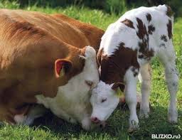 kombikorm dlya telyat detenyshi zhivotnyh telyata selskohozyajstvennye zhivotnye