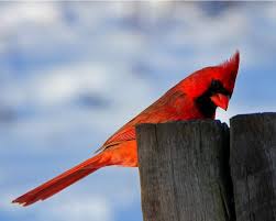 Follow revenge of the birds online: What Is The Spiritual Meaning Of The Red Cardinal Bird