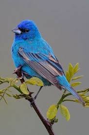 Pin De Yurdusev Sevgi Avar Em Kuslarim Belas Criaturas Passaros Coloridos Aves Belas