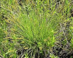 Image result for Carex johnstonii