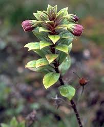 Image result for Lysimachia djalonis