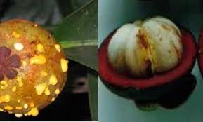Tingginya kandungan antioksidan yang ada dalam buah manggis membuatnya dijuluki sebagai ratunya buah. 11 Jenis Dan Cara Pengendalian Hama Dan Penyakit Tanaman Manggis