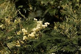 Image result for Acacia abyssinica