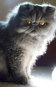 His long, immaculate coat appears like fine silk, and his spherical face options massive, communicative eyes. Wow He S So Pretty But Looks So Grumpy Too Cute Gorgeous Cats Cats Pretty Cats