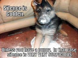 Silence Is Always Suspicious With A Youngster Funny Animal Pictures Funny Animals Funny Dogs