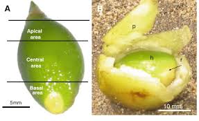 Given that such fruits and vegetables taste and feel like their seeded counterparts, however, use of the term is generally viewed as acceptable for the sake of convenience. Appearance Of Posidonia Oceanica Seeds And Fruits Collected A Download Scientific Diagram