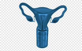 The lungs are one of the largest organs in the body, they work with the respiratory system to take in fresh air, and get rid of stale air. Female Reproductive System Organ System Human Body Woman People Lung Png Pngegg