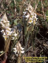 Image result for Zeuxine elongata