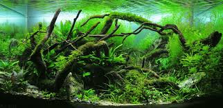We did not find results for: Aquascaping For Beginners 11 Beautiful Aquatic Plants Earth911