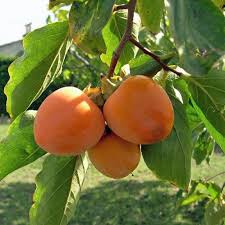 Image result for Diospyros kabuyeana