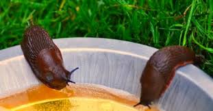 Tipps Fur Den Garten So Wirst Du Schnecke Blattlaus Co Los Tschuss Ungeziefer Garten Gartenschadlinge Gruner Garten