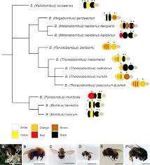 Image result for Bombus wurflenii