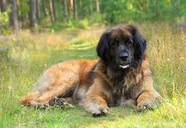 The leonberger was recognized as a breed by the akc in 2010. á… Leonberger Verhalten Wesen Charakter Haltung Des Hundes
