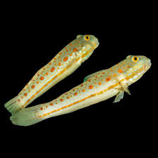 Image result for Vepris bachmannii