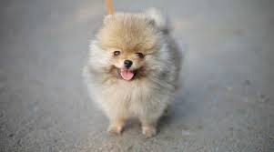 Teacup Pomeranian Breed Information Puppy Costs More