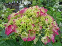 Pin On Plants In My Garden And Their Care