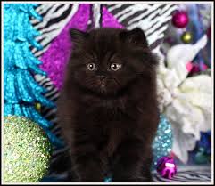 2 all black female kittens long hair. Black Persian Kittens Black Persian Cats Doll Face Persian Kittenspersian Himalayan Kittens For Sale In A Rainbow Of Colors In Business For 32 Years