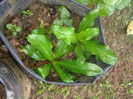 More images for nama saintifik daun kari » Khasiat Pokok Herba Malaysia Page 6 Produk Kesihatan Kecantikan Produk Herba
