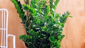 Image result for Zamiokulkas Zamioculcas