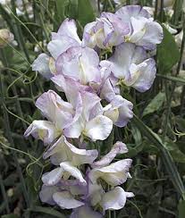 Here are 12 annual flowers that can tolerate full sun. High Scent Sweet Pea Seeds And Plants Annual Flower Garden At Burpee Com Sweet Pea Sweet Pea Flowers Annual Flowers