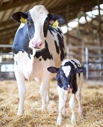 Holstein Cow Calf Cute Cows Cute Baby Cow Cow Calf