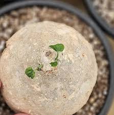 Image result for Pyrenacantha sp. A