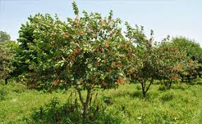 Fruit Tree Care Spray Weed Control Stark Bro S