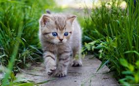 You can also upload and share your favorite baby cat wallpapers. Cue Baby Cat Wallpaper 7 Jpg Desktop Background