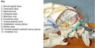 The nasal septum divides the cavity into two cavities, also known as fossae. Dog Sinus Infection Symptoms And Treatment