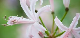 Image result for Nerine gaberonensis