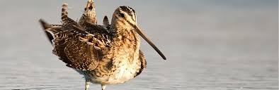 / der ziegenmelker, auch caprimulgus europaeus oder einfach nachtschwalbe genannt, ist ein ganz besonderer heimischer vogel, denn er unterscheidet sich in vielerlei hinsicht von anderen vogelarten. Arten Lebensraume Vogelarten Ziegenmelker Caprimulgus Europaeus