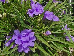 Maybe you would like to learn more about one of these? Katie Purple Dwarf Mexican Petunia Ruellia 1 Gallon Perennial Perennials Deer Resistant Gardener Direct