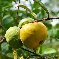 Image result for Aristida stipitata