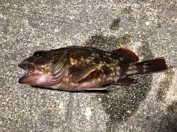 カサゴ釣れた サビキ カサゴ 釣り