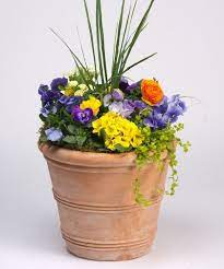 Pansy Patio Pot A Gorgeous Patio Pot Planted With Pansies And Other Hearty Spring Annuals Sitting A Flower Delivery Same Day Flower Delivery Blooming Plants
