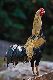 Gambar ayam ninja hd download now jenis jenis ayam petarung trah ninj. 160 Ide Ayam Bangkok Ayam Ayam Jantan Hewan