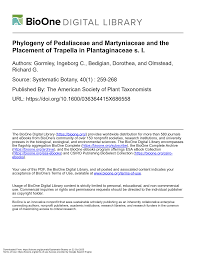 Image result for Holubia saccata