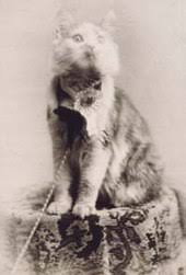 There are maine coon breeders in ireland and it is always important to a maine coon named cosey won the first us cat show in 1895. Maine Coon Wikipedia