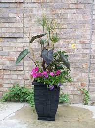 Containereyes Giant Papyrus Curly Willow Black Elephant Ears Pink Petunias And Scaveola At The Beginnin Garden Containers Planting Flowers Container Plants