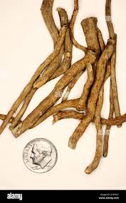 Image result for Tabernanthe