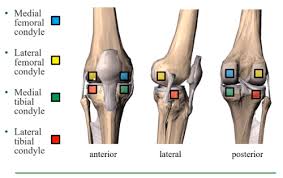 Maybe you would like to learn more about one of these? Knee Flashcards Quizlet