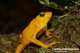 Image result for Argocoffeopsis eketensis