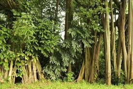 Take a walk in the past. Some Characteristic Aspects Of Dover Forest A The Eastern Patch With Download Scientific Diagram