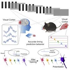 Visual cortex encodes timing information in humans and mice: Neuron