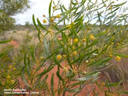 Image result for Dictyophleba