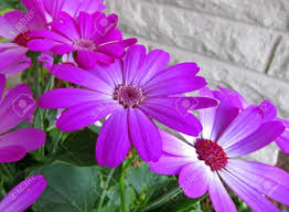 Un angolo di prato di margherite viola è riscaldato da un sole luminoso, come uno scorcio su un paesaggio dai colori freschi e luminosi: Immagini Stock Questa Rosa Margherita Come Fiore E Un Perciallis Con Leggeri Centri Colorati Nei Fiori Delicati E Contro Un Muro Di Mattoni Bianchi Per Una Maggiore Consistenza Image 20163125