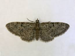 Image result for Eupithecia subumbrata